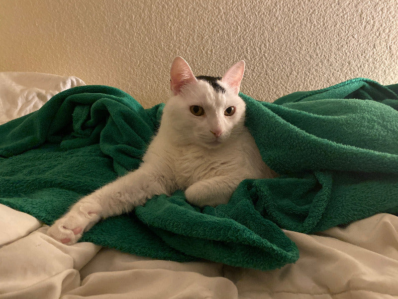 Cat lying on a green blanket with a neutral background