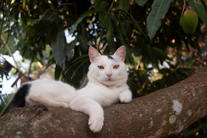 White and black cat sitting on a tree branch with green leaves in the background