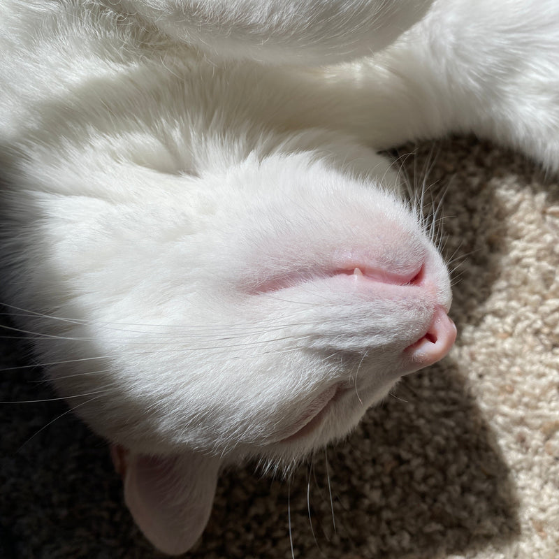Close-up of a white cat lying on a carpeted floor